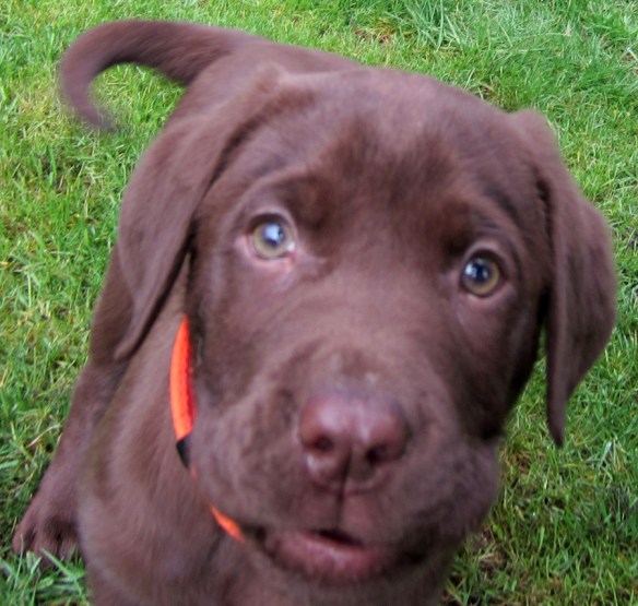 Raud Kennedy - Fleegle Votes for Pizza