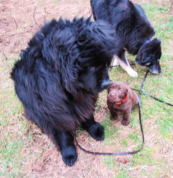 Raud Kennedy - Fleegle's Big Friend