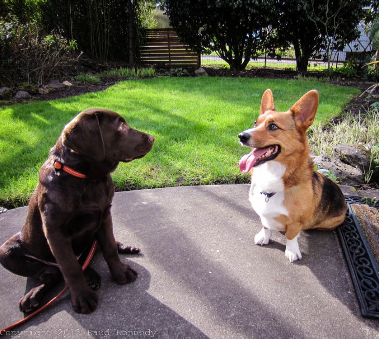 Raud Kennedy - What Ears You Have