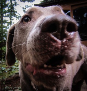 Raud Kennedy - Dog Breath