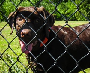 Raud Kennedy - Sparkatus