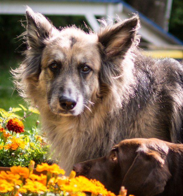 Raud Kennedy - stop and smell the flowers