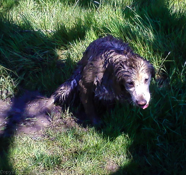 Raud Kennedy - Goldens have a thing for mud too 2