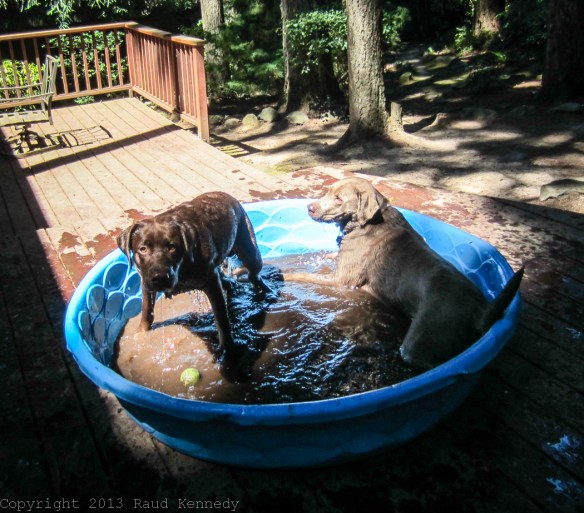 Raud Kennedy - Labrador Summer