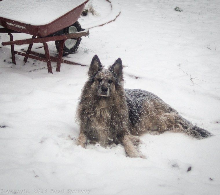 Willie loves the cold.