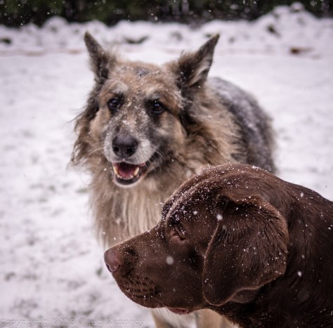 dog fiction - snow