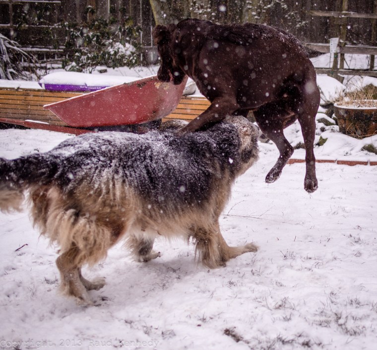 dog fiction - blast off