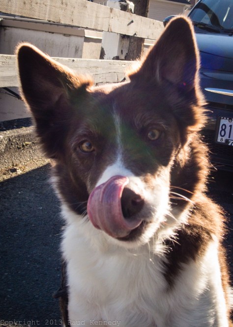 dog fiction - tongue