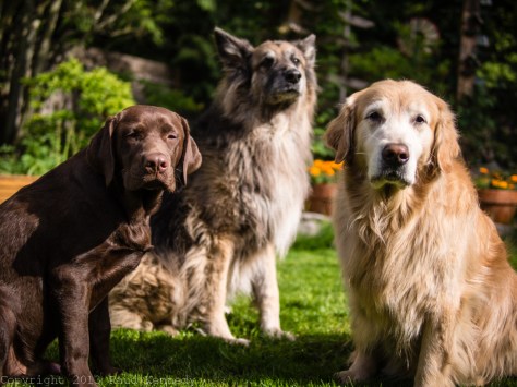 pet photography - so serious