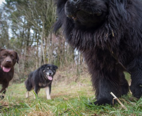 pet-photography-squirrel