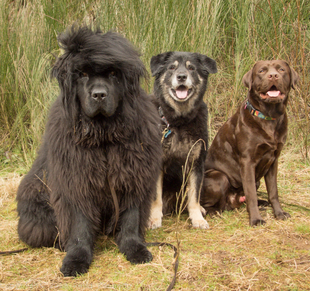 pet photography three amigos