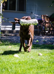 dog fiction running with eggs