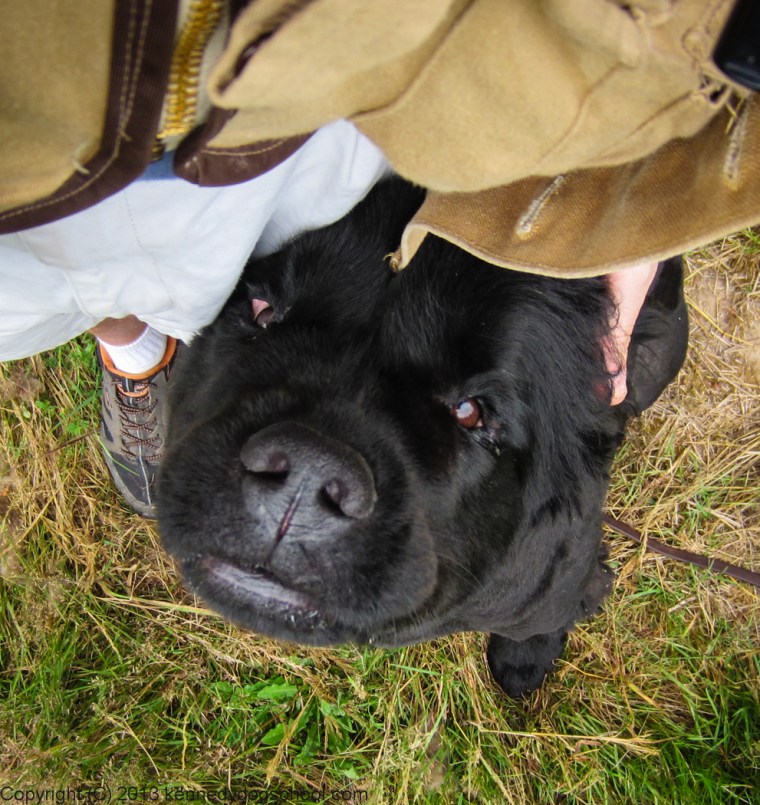 dog training portland - leash aggression 2