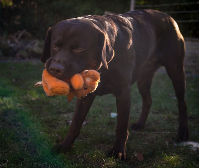 dog fiction - orange bear
