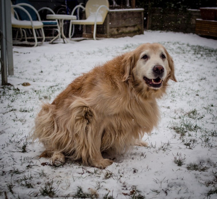 Sadie in snow
