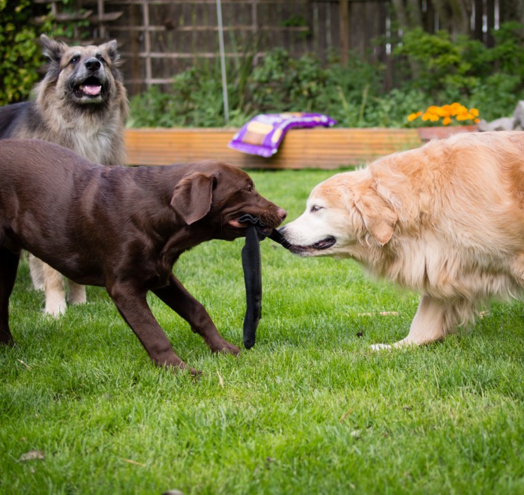 Willie, Fleegle and Sadie