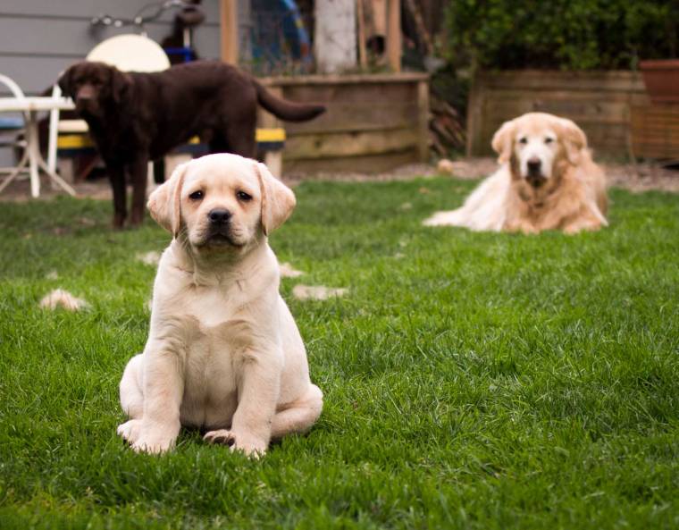 a-new-pecking-orer-2