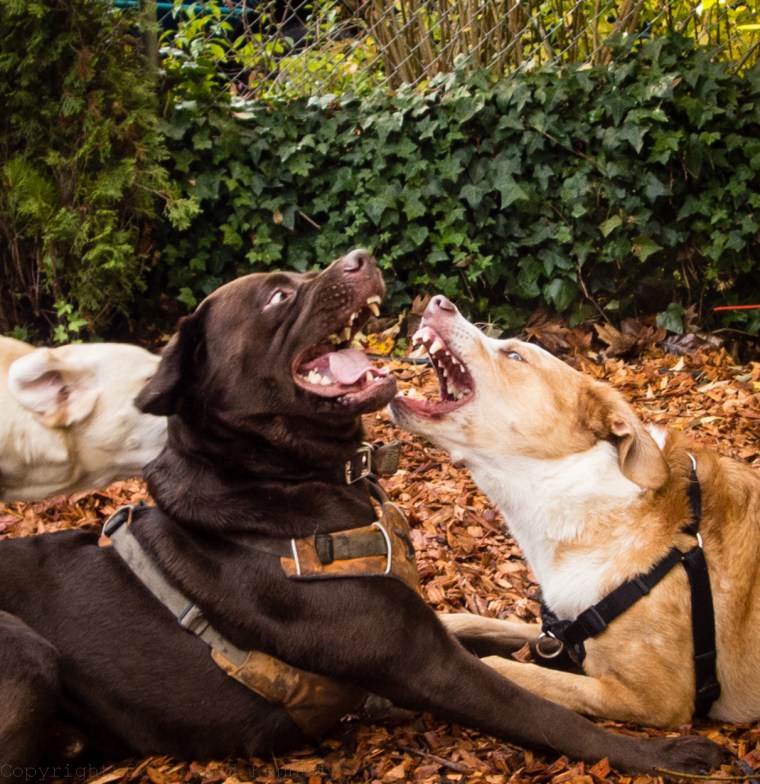 my-teeth-are-bigger-than-your-teeth